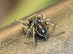 Habronattus pyrrithrix
