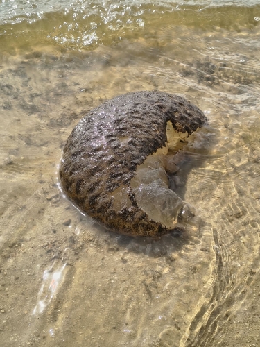 Magnificent Bryozoan