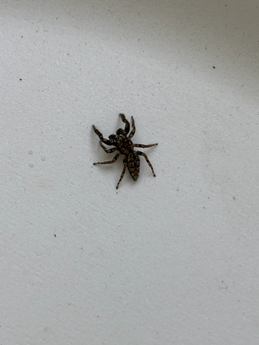 Fencepost jumping spider