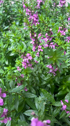 Angelonia gardneri observed 2026-09-20