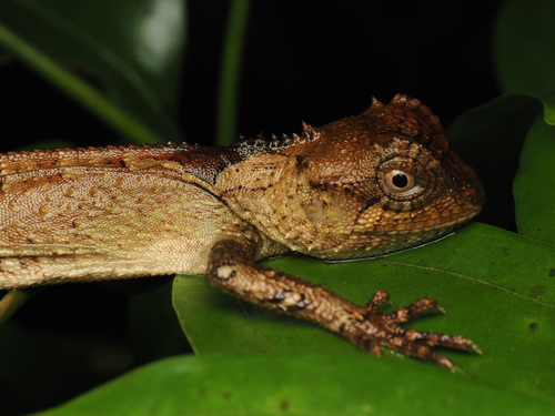 Scale-bellied Tree Lizard