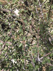 Ceanothus pauciflorus
