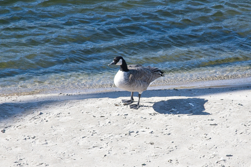 Canada Goose