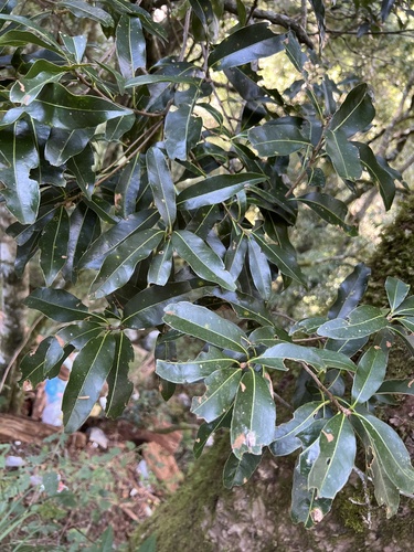 Lithocarpus hancei observed 2026-09-21