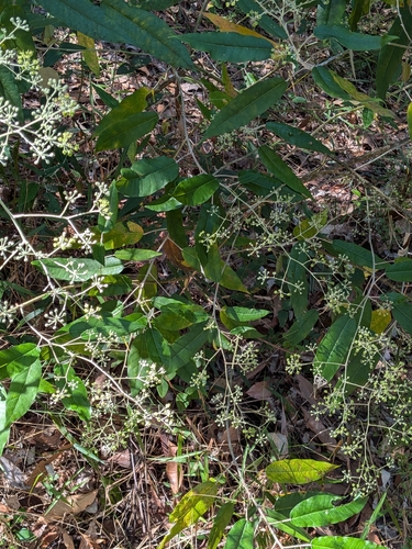 Broad-leaf Star Hair