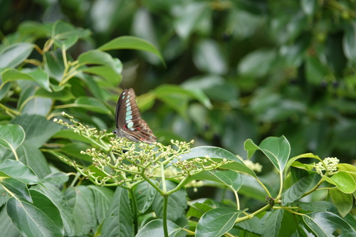 Common Bluebottle