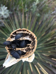 Scyphophorus yuccae