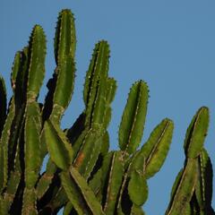 Euphorbia triangularis