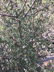 Ceanothus pauciflorus