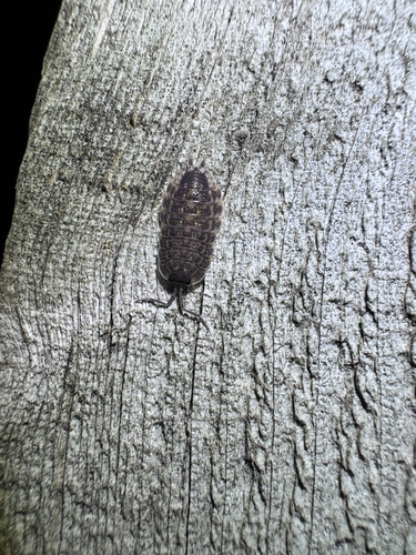 Brickwork Woodlouse