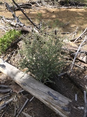 Ceanothus pauciflorus