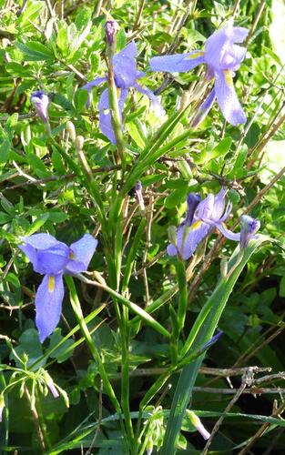 Moraea polystachya, photograph 3