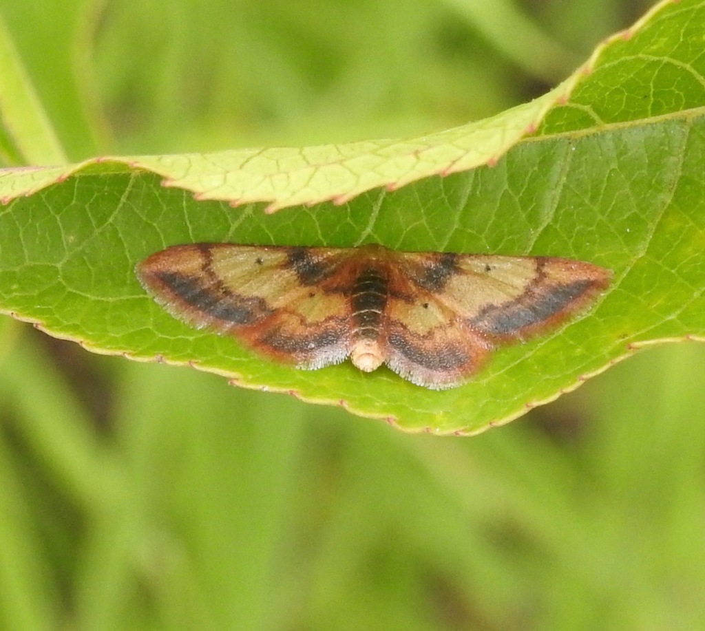 Red-bordered Wave