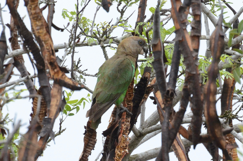 iNaturalist image