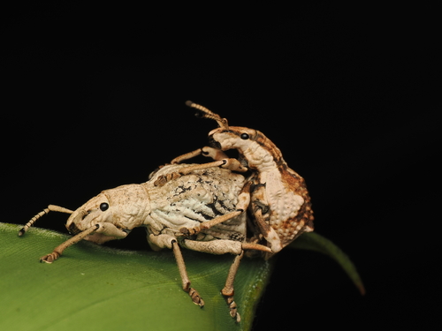 Episomus chinensis