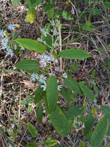 Olearia nernstii observed 2026-09-21
