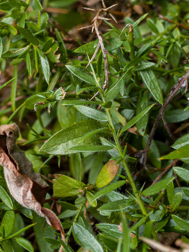 German Greenweed