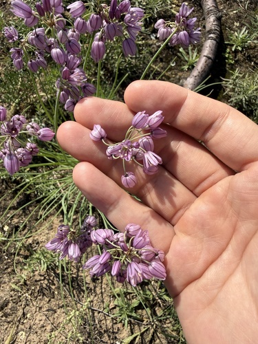 Allium mongolicum, photograph 4