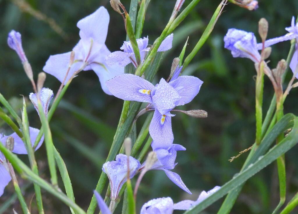 Moraea polystachya; photograph (c) Henry de Lange, some rights reserved (CC BY)