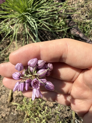 Allium mongolicum, photograph 5