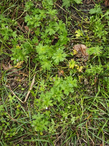 Geranium pusillum, photograph 3