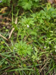 Geranium pusillum, photograph (c) Igor Balashov, some rights reserved (CC BY)