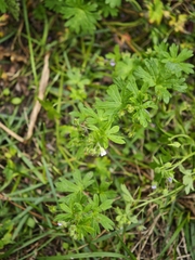 Geranium pusillum, photograph (c) Igor Balashov, some rights reserved (CC BY)