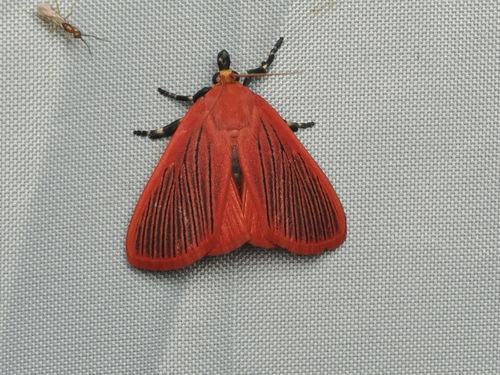 Arctioblepsis rubida