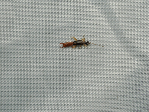 Platylabia major