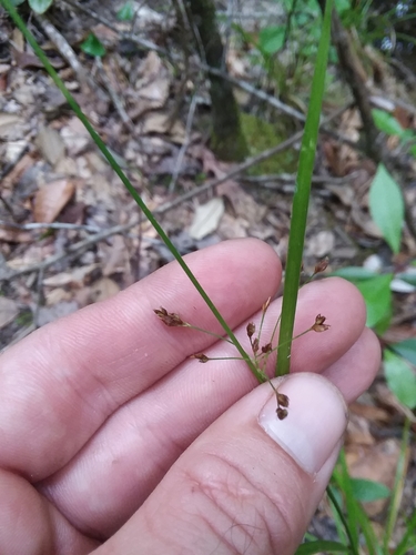 Image of Rhynchospora mixta by (c) Will McFarland, some rights reserved (CC BY)