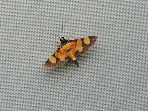 Aethaloessa calidalis