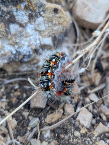 Psilogaster loti