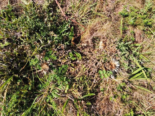 Carlina acaulis acaulis