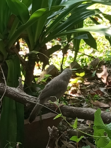 Jungle Babbler