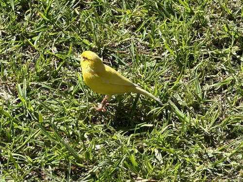 Domestic Canary