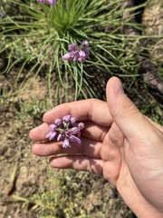 Allium mongolicum, photograph (c) Jane Charlen, some rights reserved (CC BY)