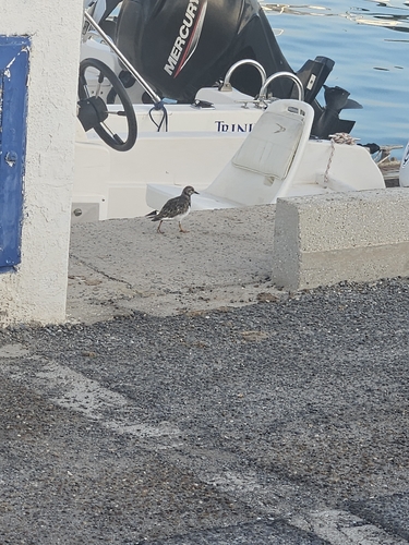 Ruddy Turnstone