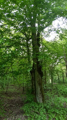 Carpinus betulus