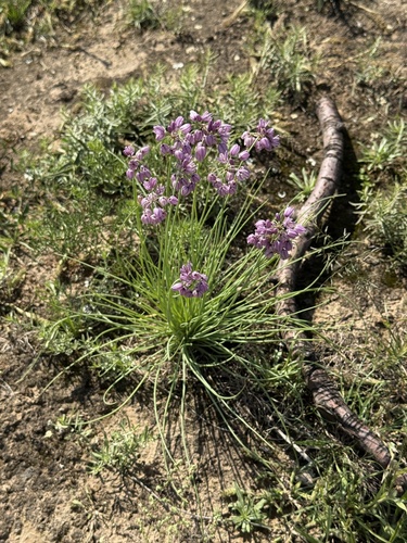 Allium mongolicum, photograph 2