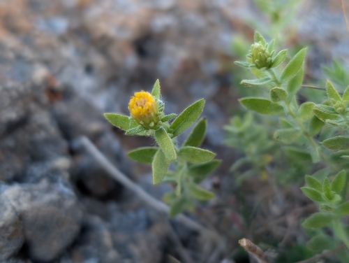 Chiliadenus glutinosus