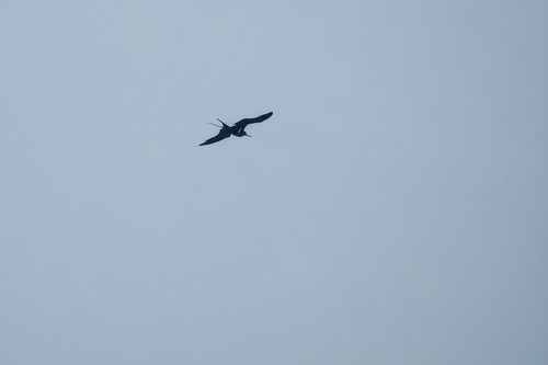 Lesser Frigatebird