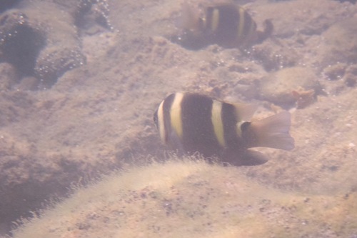 Banded Damselfish