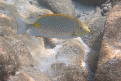Golden Rabbitfish