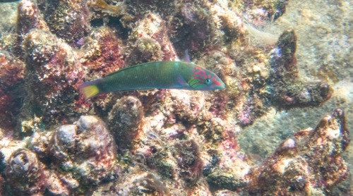 Moon Wrasse