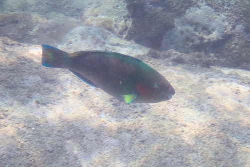 Surf Parrotfish