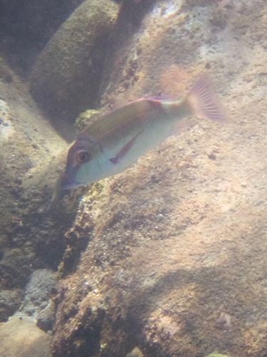Longfin Emperor