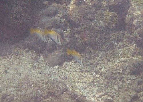 Doublebar Rabbitfish