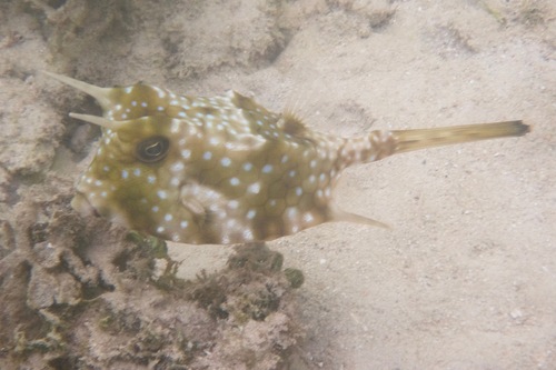 Longhorn Cowfish