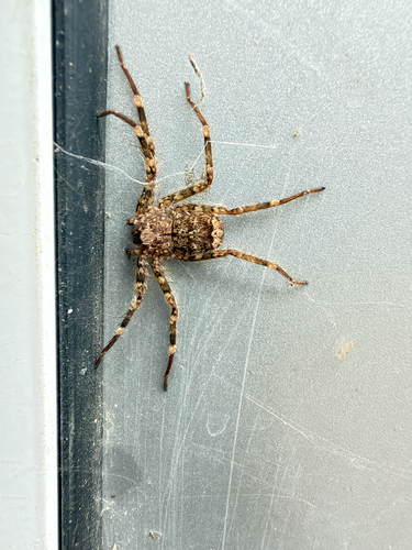 Selenops radiatus