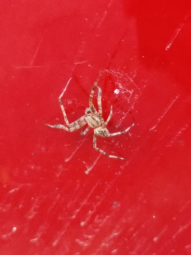 Cross Orbweaver